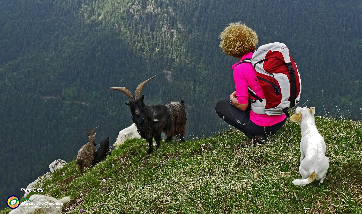 66 Cima di Monte Vetro (2054 m) con caprone orobico.JPG -                                